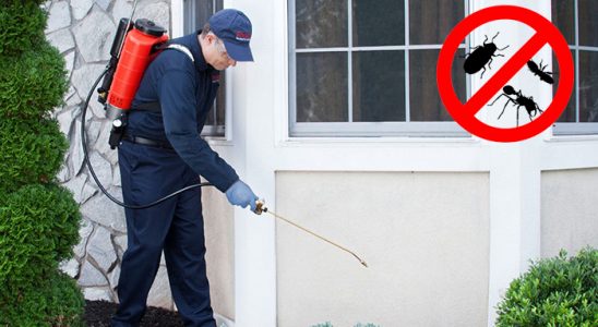 Yenifoça Pire İlaçlama böcek ilaçlama ve haşere kontrolü — ilaclama-tr.com